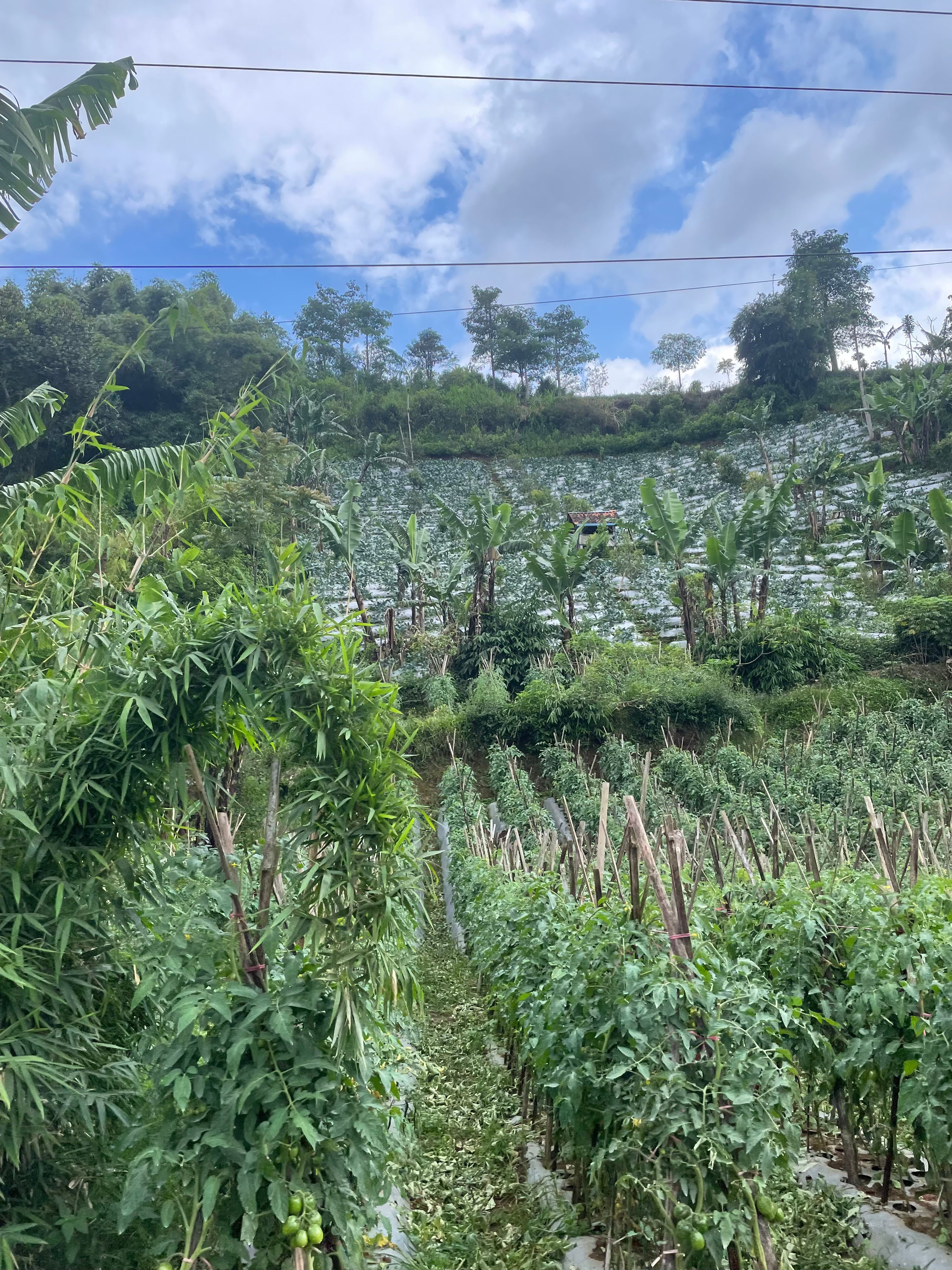 terraced hillside farm with banana trees and staked crops under a blue sky