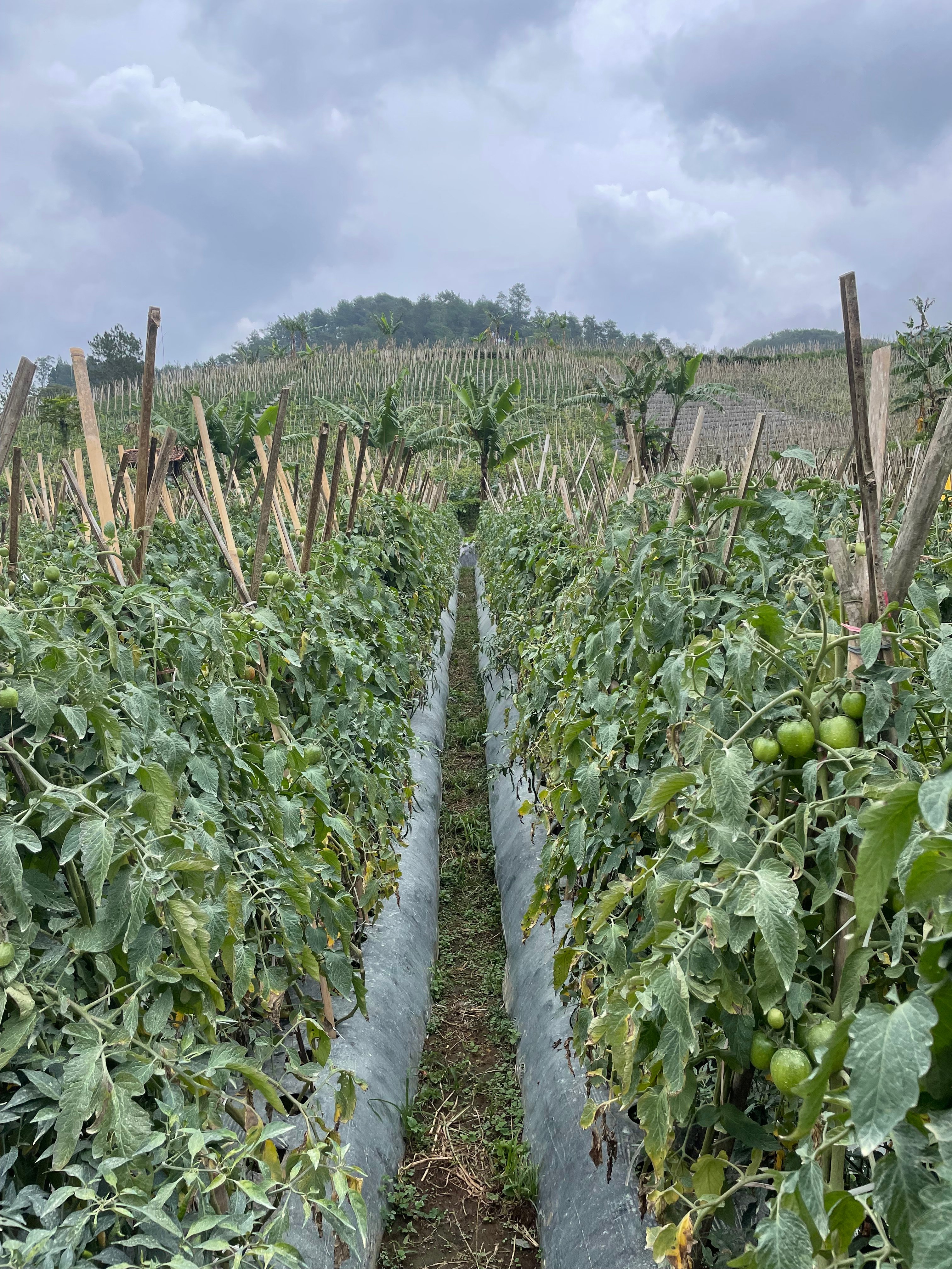 rows of staked tomato plants on a terraced hillside farm