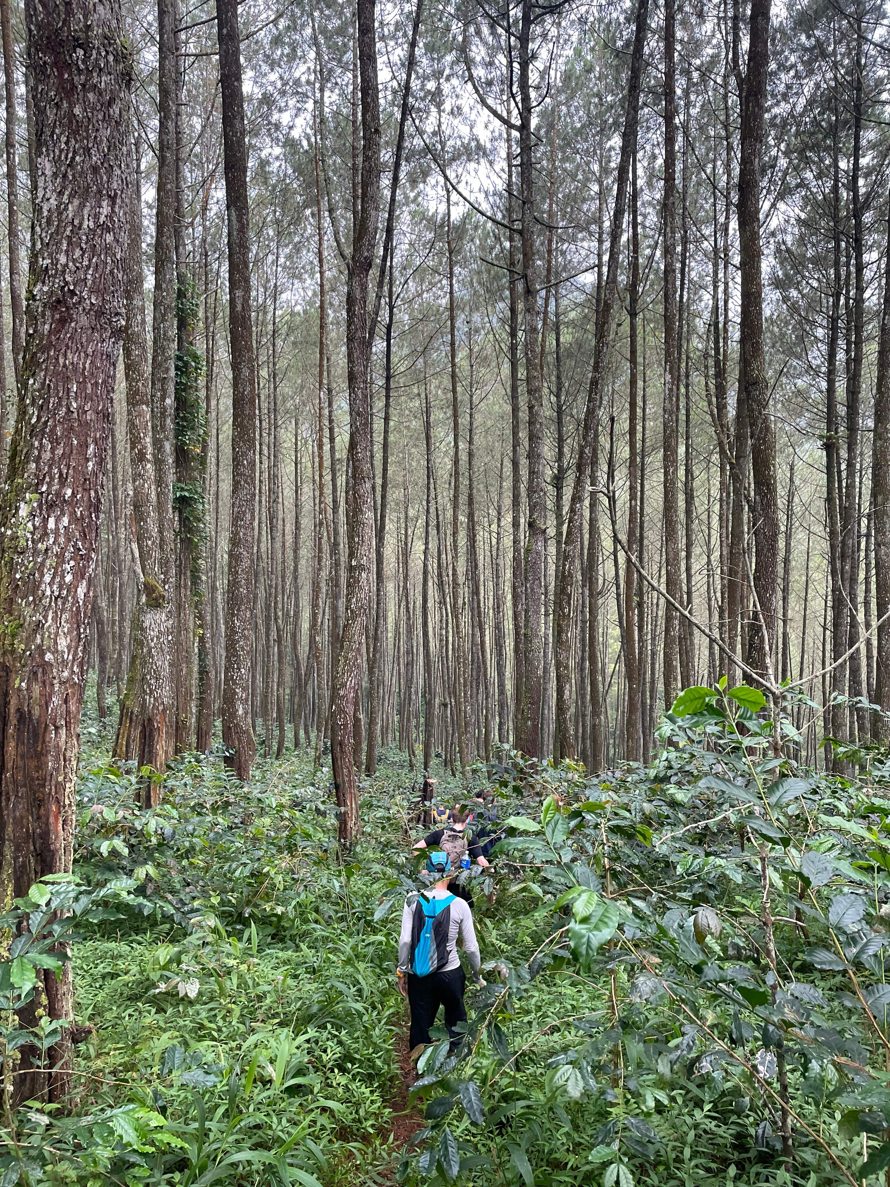 group of hikers walking single-file through a tall pine forest