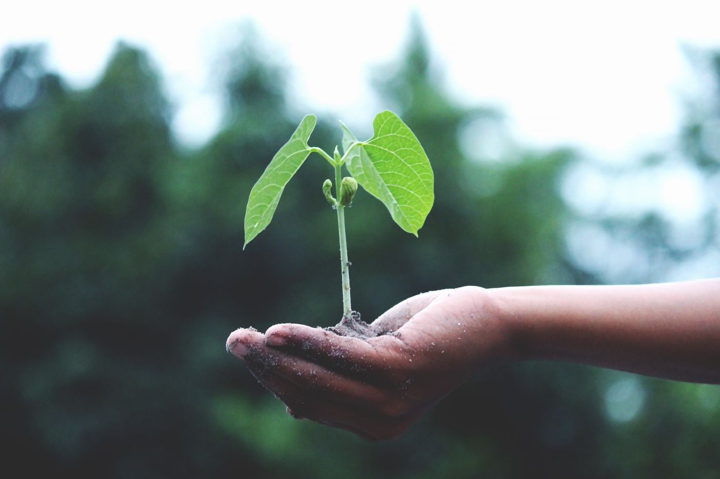 hands holding a small green seedling, a symbol of growth and sustainability